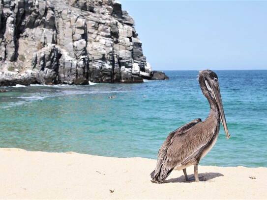Pelican Baja California par M. Carillo