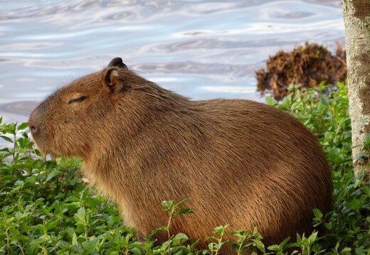 Capybara par Anna Lu