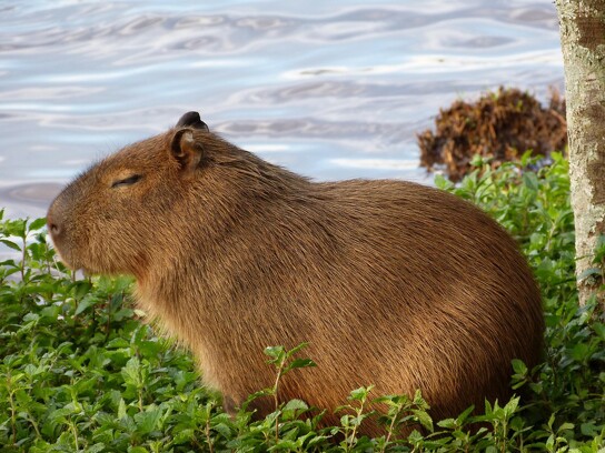 Capybara par Anna Lu.jpg