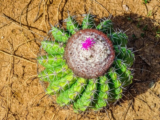 Cactus par M. Eiselstein.jpg