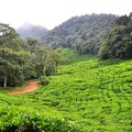 Plantation de thé vert par Dfoa
