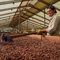 Culture et transformation du cacao 9