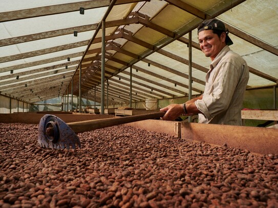 Culture et transformation du cacao 9