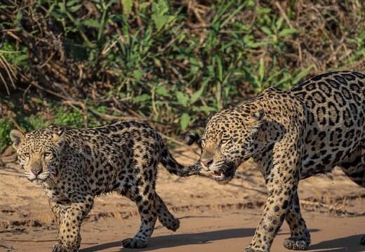 Jaguar Ecological Reserve Pantanal (20)