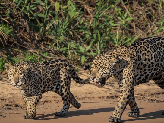 Jaguar Ecological Reserve_Pantanal (20).jpg