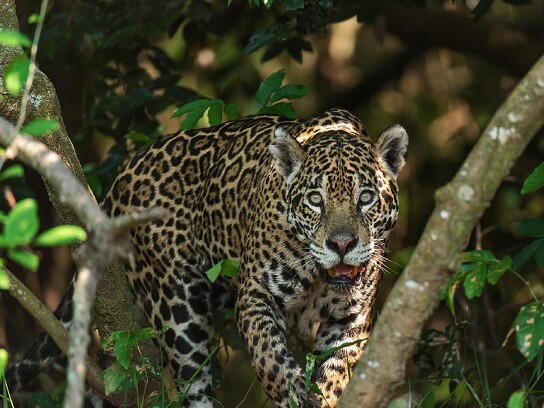 Jaguar Ecological Reserve_Pantanal (21).jpg