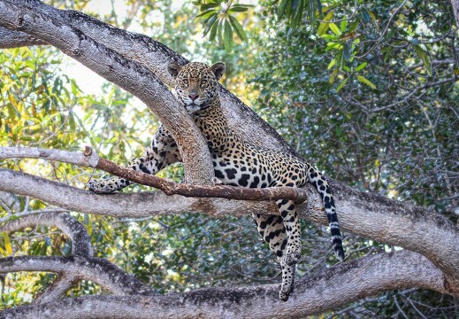 Jaguar Ecological Reserve Pantanal (23)
