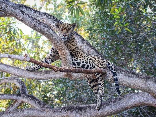 Jaguar Ecological Reserve_Pantanal (23).jpg