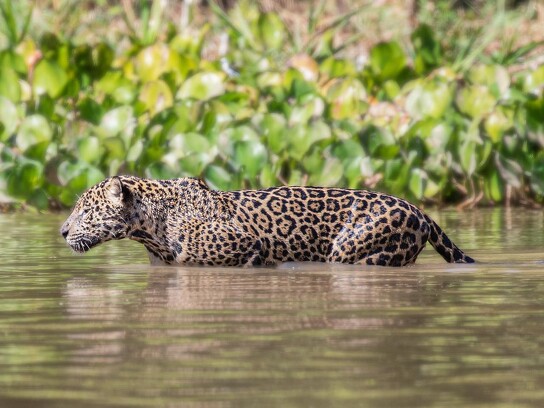 Jaguar Ecological Reserve_Pantanal (25).jpg
