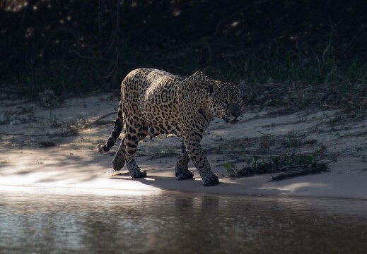 Jaguar Ecological Reserve Pantanal (26)