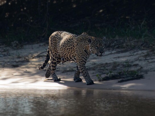 Jaguar Ecological Reserve_Pantanal (26).jpg