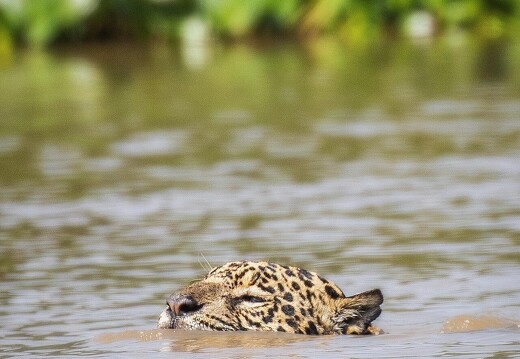 Jaguar Ecological Reserve Pantanal (27)