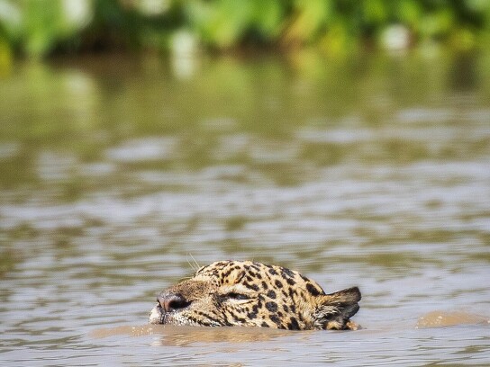 Jaguar Ecological Reserve_Pantanal (27).jpg