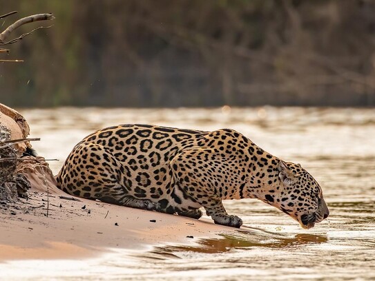 Jaguar Ecological Reserve_Pantanal (31).jpg