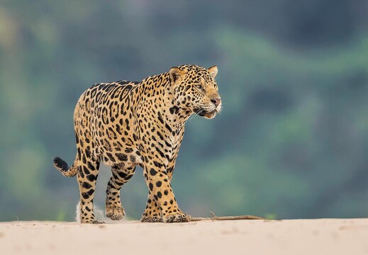 Jaguar Ecological Reserve Pantanal (3)