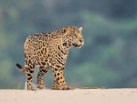 Jaguar Ecological Reserve_Pantanal (3).jpg