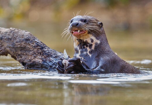 Jaguar Ecological Reserve Pantanal Giant River Otter (3)