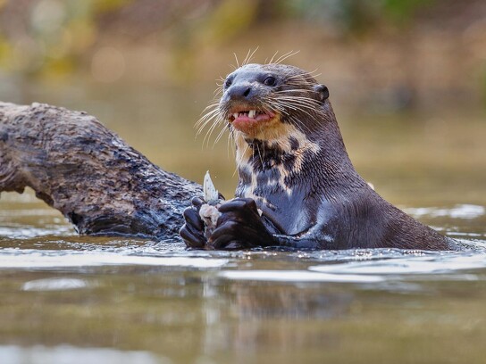 Jaguar Ecological Reserve_Pantanal_Giant River Otter (3).jpg