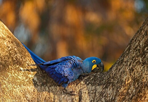Jaguar Ecological Reserve Pantanal Hyacinth Macaw (3)
