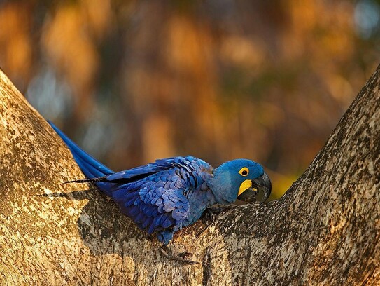 Jaguar Ecological Reserve_Pantanal_Hyacinth Macaw (3).jpg