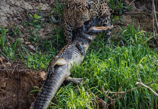 Jaguar Ecological Reserve Pantanal (10)