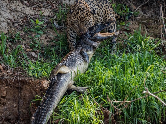 Jaguar Ecological Reserve_Pantanal (10).jpg