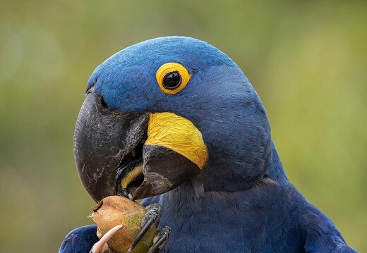 Jaguar Ecological Reserve Pantanal Hyacinth Macaw (1)