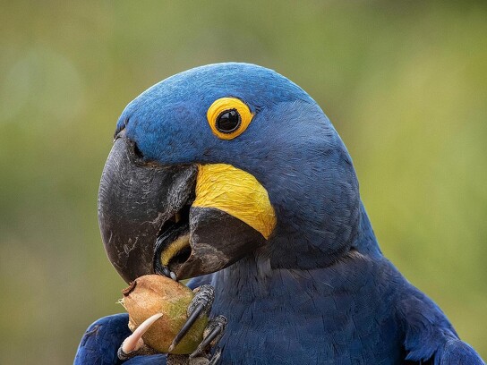 Jaguar Ecological Reserve_Pantanal_Hyacinth Macaw (1).jpg