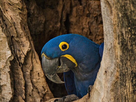 Jaguar Ecological Reserve_Pantanal_Hyacinth Macaw (4).jpg