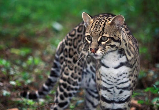 Jaguar Ecological Reserve Pantanal Ocelot