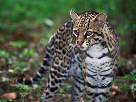 Jaguar Ecological Reserve_Pantanal_Ocelot.jpg