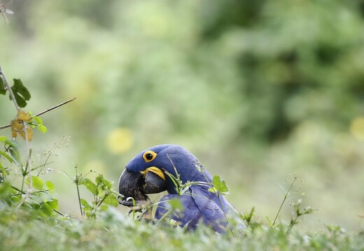 Jaguar Ecological Reserve Pantanal Hyacinth Macaw (2)