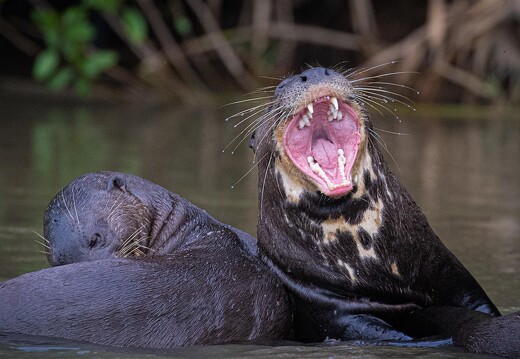 Jaguar Ecological Reserve Pantanal Giant River Otter (1)