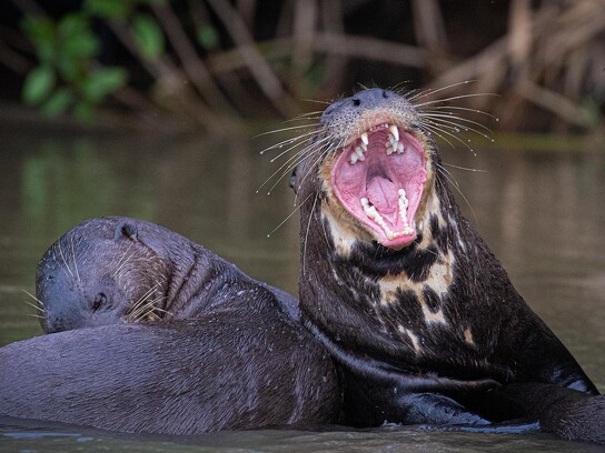 Jaguar Ecological Reserve_Pantanal_Giant River Otter (1).jpg
