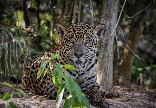 Jaguar Ecological Reserve Pantanal (15)