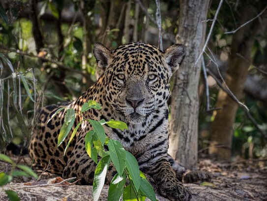 Jaguar Ecological Reserve_Pantanal (15).jpg