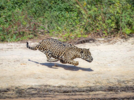 Jaguar Ecological Reserve_Pantanal (17).jpg