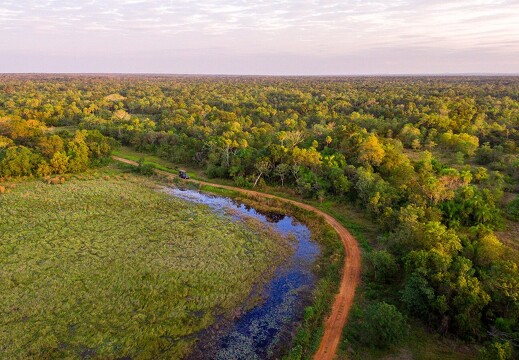 Caiman  - Pantanal - Mato Grosso do Sul (4)