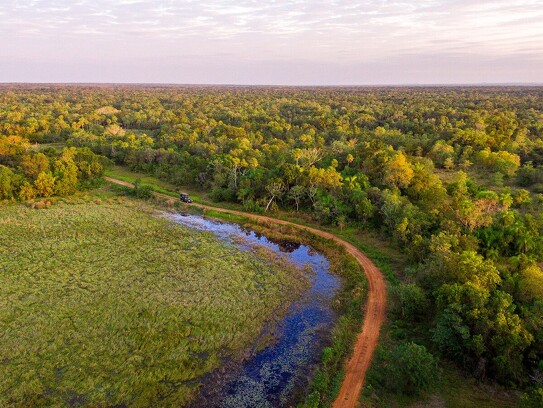 Caiman  - Pantanal - Mato Grosso do Sul (4)
