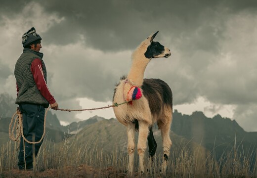 Pérou homme lama